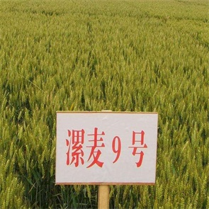 漯麦9908小麦种简介图片